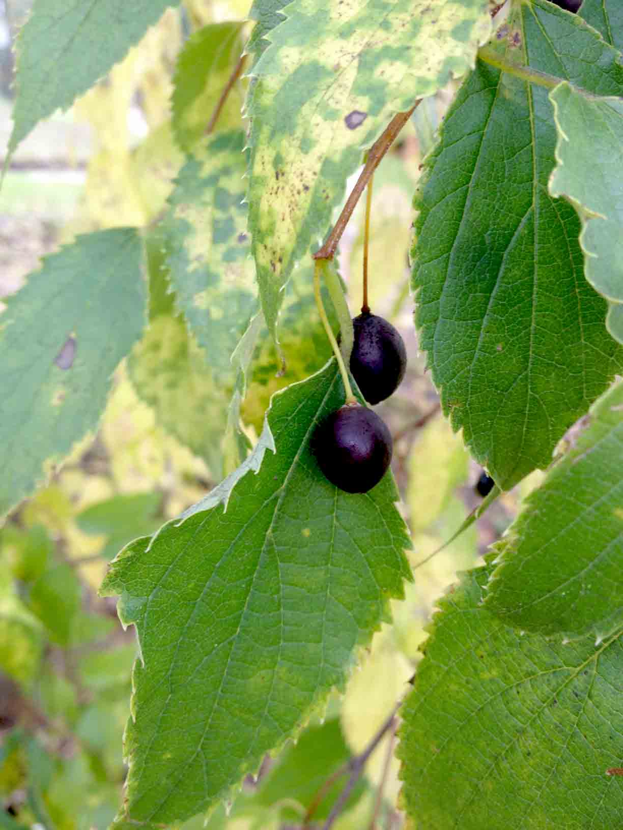 Celtis australis / Bagolaro
